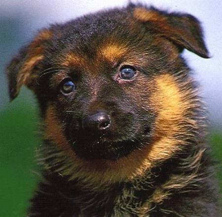 Chiot Berger Allemand