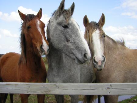 Chevaux fesant la pose......ils sont trop beaux tout les 3.....(g pris cette foto lors de mon voyage en Bretagne)