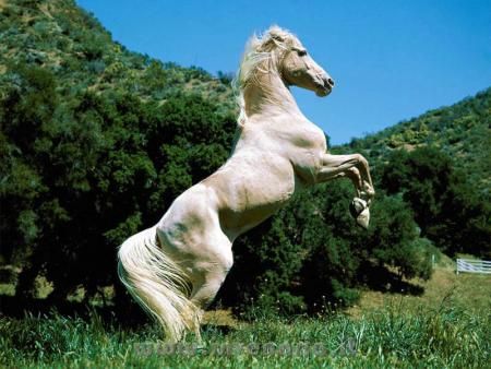 cheval cabr�