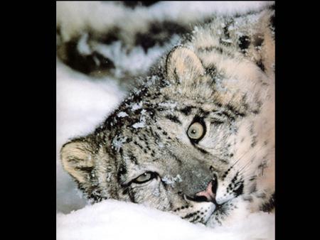 Trop belle cette panth�re des neiges....