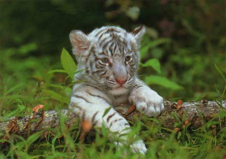 trop trop trognion c p'tit tigre blanc....
