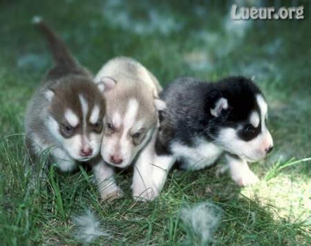 B�b�s huskys trop mimi.....