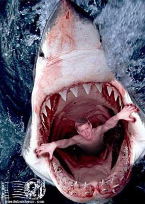 Miam miam pr ce geant des mers....