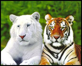 Tigre blanc et tigre normal.....trop beau