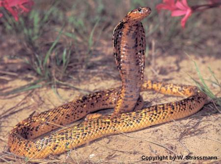 Cobra ( peut mesur� jusk'a 5,50m environs).....j'ador les serpents se sont de beau reptiles...