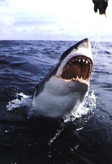 Le grand blanc a faim......