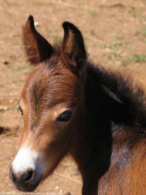 P'tit poulain un vrai bou t'chou....