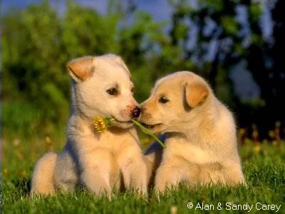 Trop mimi c'est 2 l�....