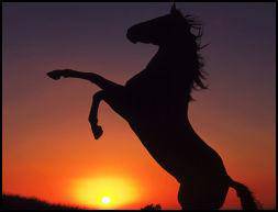 Cheval au coucher du soleil....Magnifique