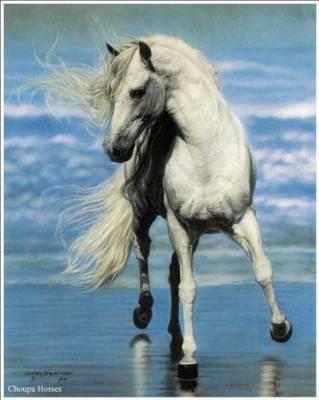 Cheval venu de la mer....