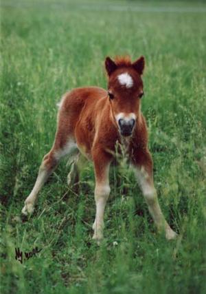 Petit poulain fait de la  gymastique.....aller courage