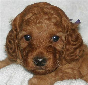 Vraiment trop trop trop chou....