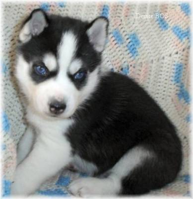 B�b� Husky trop mimi....