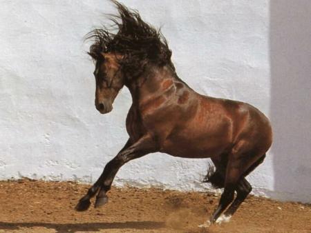 Magnifique ce cheval